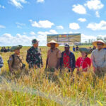 Panen Perdana, Sawah Wanam Buka Jalan Swasembada Pangan dari Papua