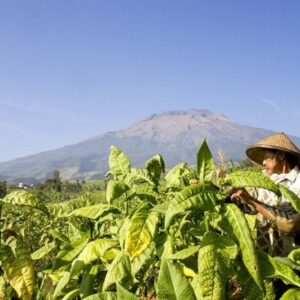 Serikat Pekerja Dorong Deregulasi PP 28/2024 dan Moratorium Kenaikan CHT