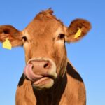 Manfaat Mengejutkan Kepala Sapi untuk Kesehatan, Jangan Langsung Dibuang!